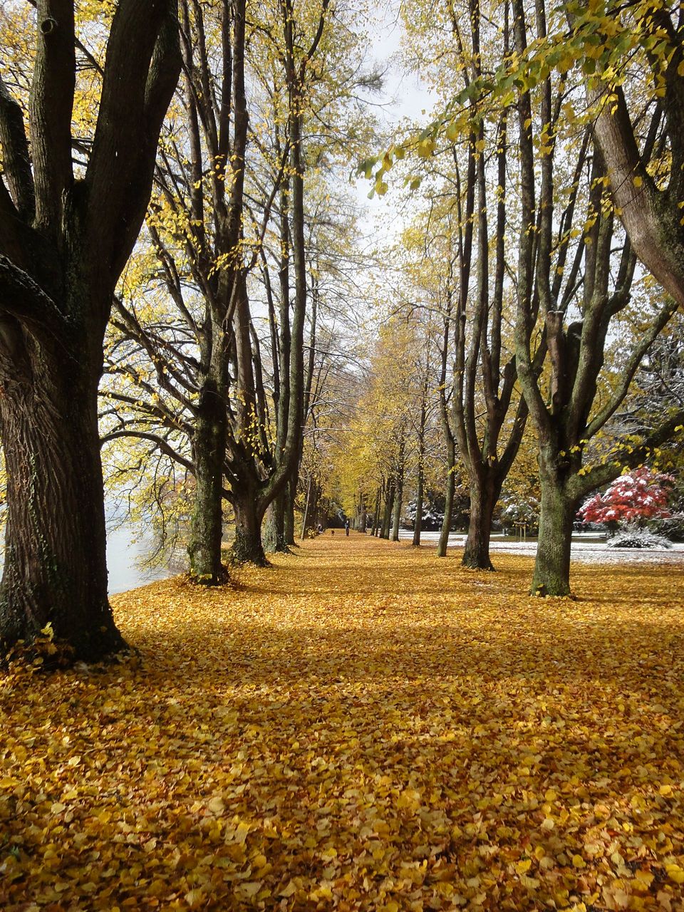 Lindenallee im goldenen Herbstlaub