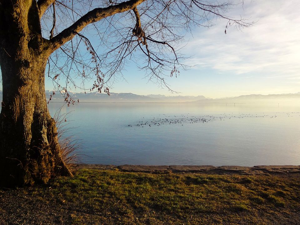 Winterlicher Morgen am See