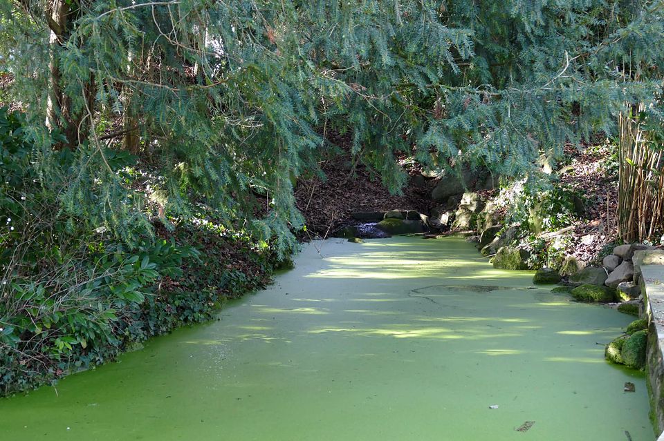 Der grüne Entenweiher