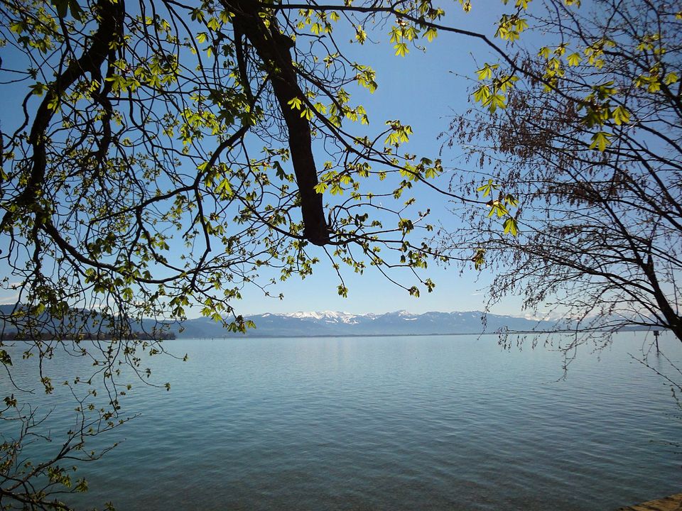 Frühlingszweige über dem See mit schneebedeckten Bergen am Horizont