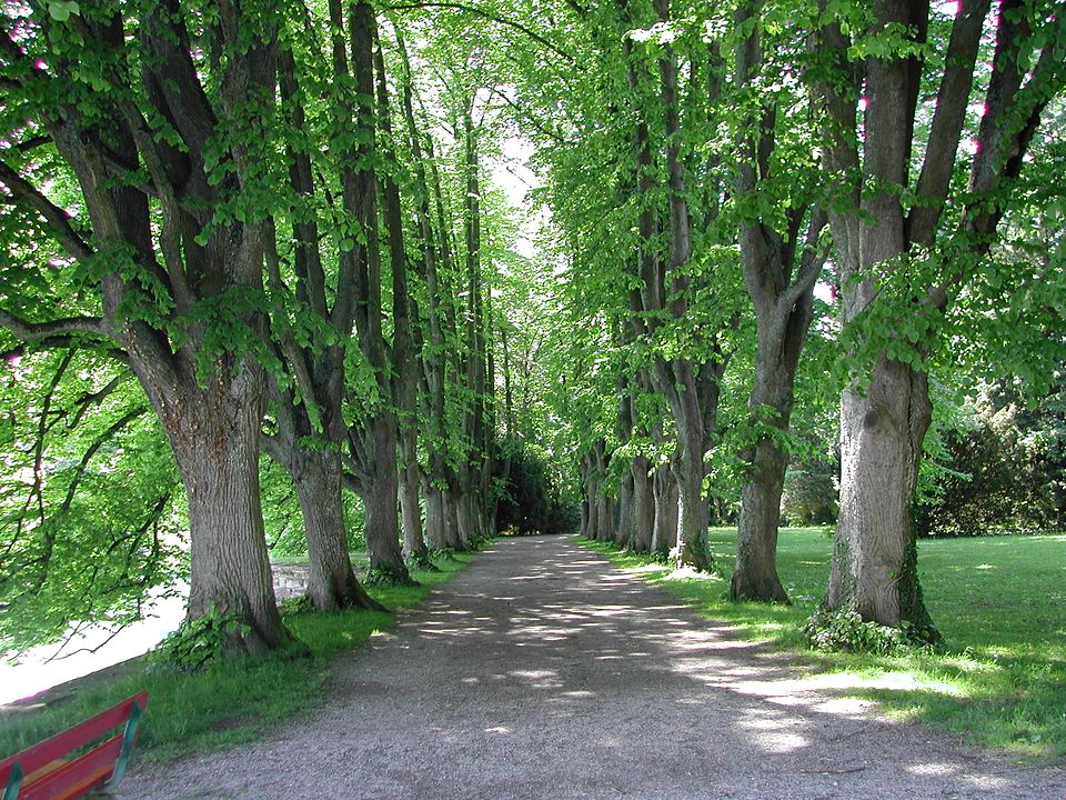 Schattige Lindenallee im Sommer